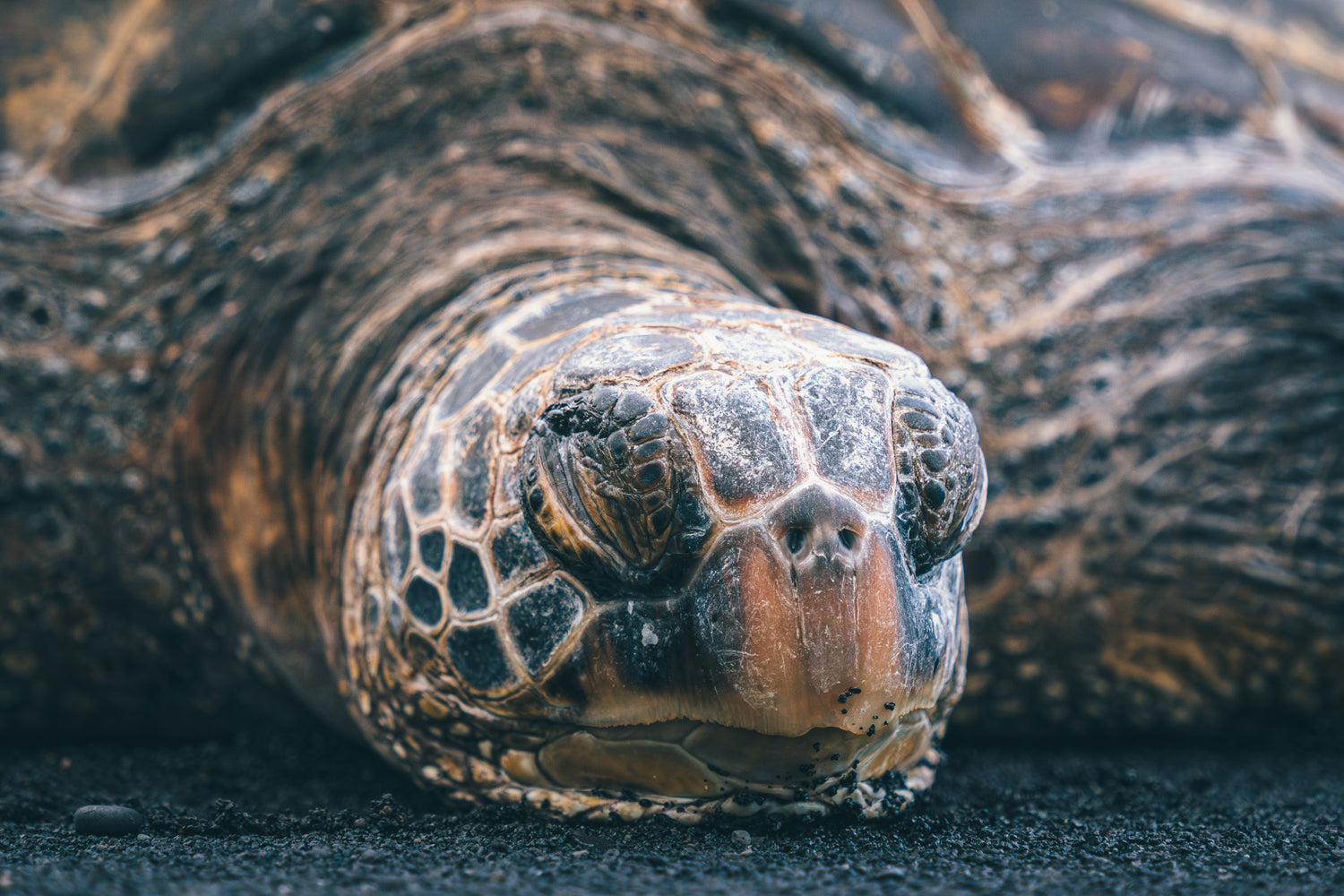 Tired Honu