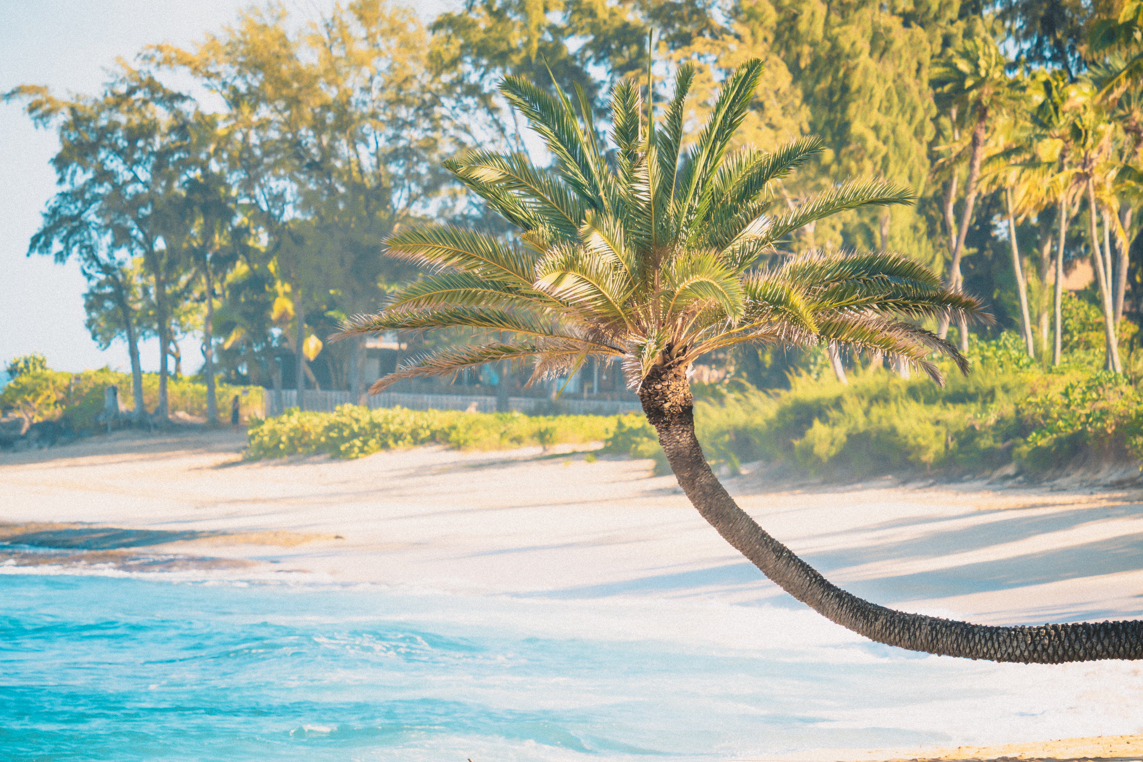 Sunset Beach Palm - Canvas print