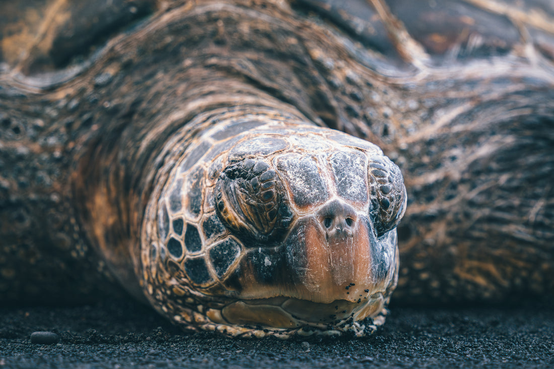 Tired Honu