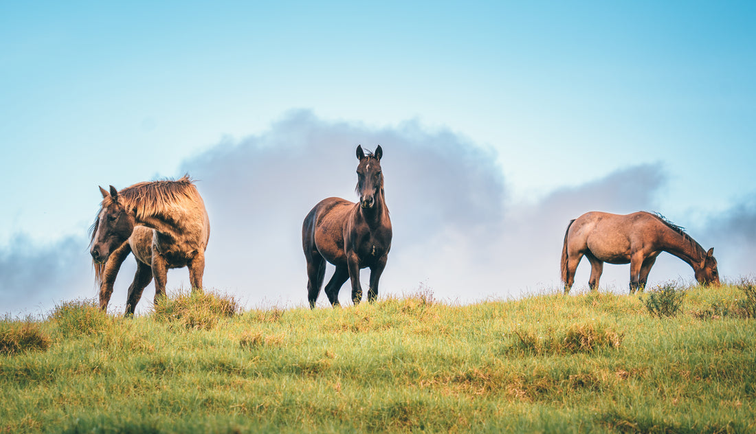 Majestic Horses Gazing