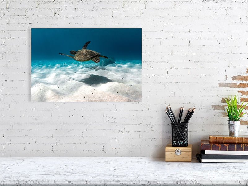 Gentle Honu - DMA PRINTS