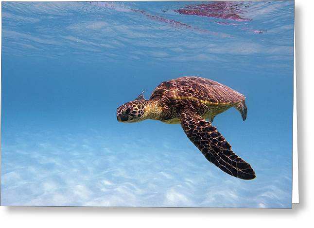 Hawaii Sea Turtle - Greeting Card - DMA PRINTS