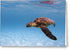 Hawaii Sea Turtle - Greeting Card - DMA PRINTS