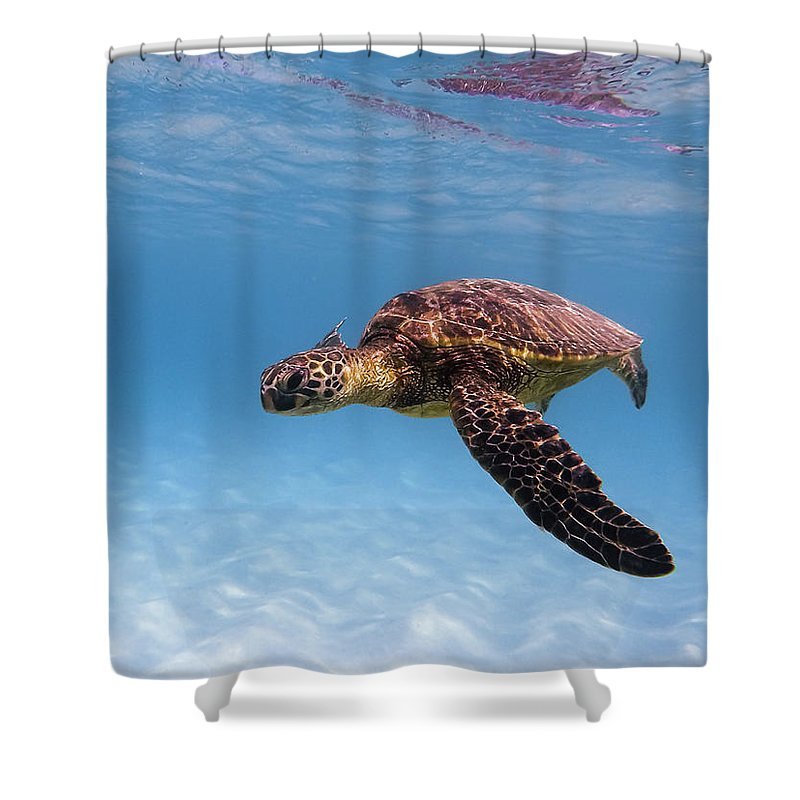 Hawaii Sea Turtle - Shower Curtain - DMA PRINTS