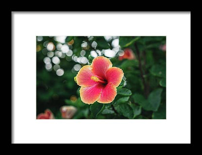 Hawaiian sunset hibiscus - DMA PRINTS