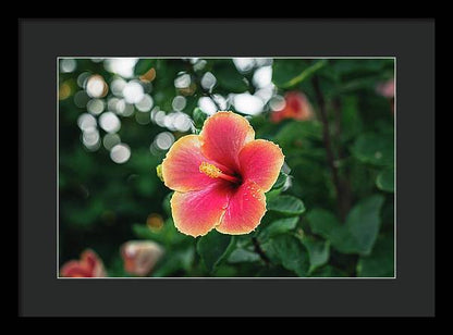 Hawaiian sunset hibiscus - DMA PRINTS