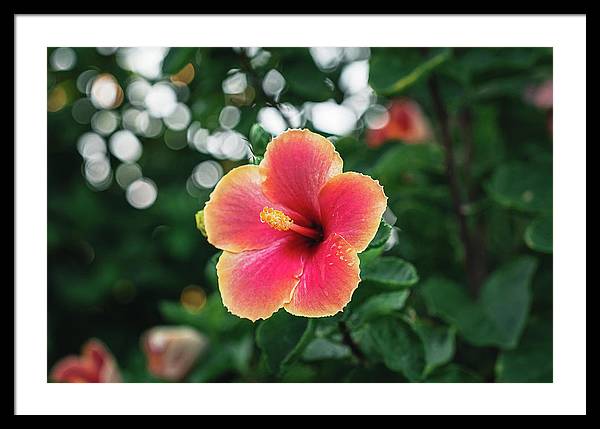 Hawaiian sunset hibiscus - DMA PRINTS