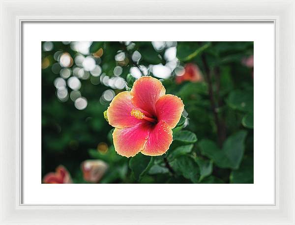 Hawaiian sunset hibiscus - DMA PRINTS