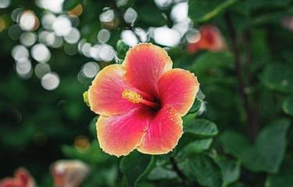 Hawaiian sunset hibiscus - DMA PRINTS