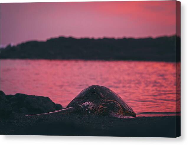 Sleepy honu - Canvas Print