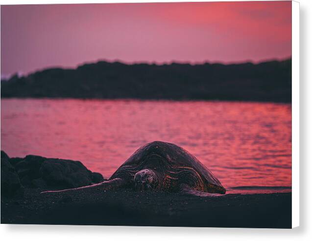 Sleepy honu - Canvas Print