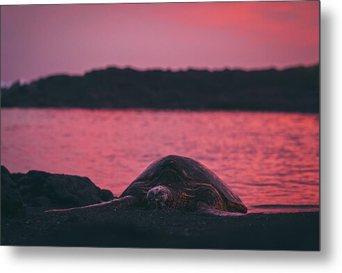 Sleepy honu - Metal Print