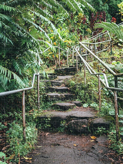 Stairway to the jungle - Puzzle