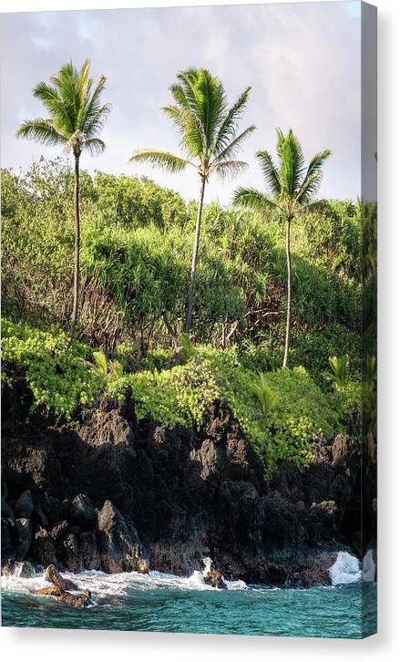 Maui Palms - Canvas Print