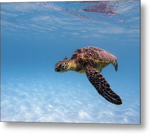 Oahu wildlife - Metal Print