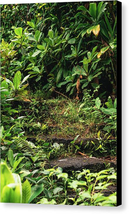 Secret Staircase - Canvas Print